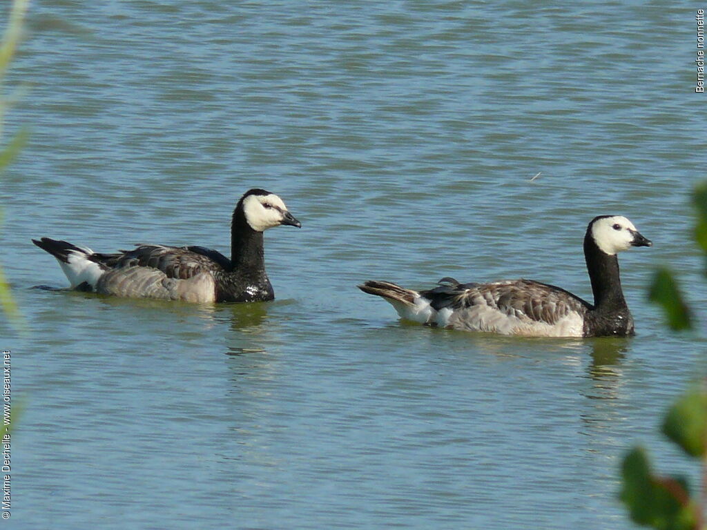 Barnacle Goose