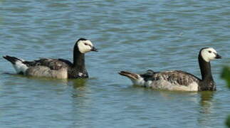 Barnacle Goose