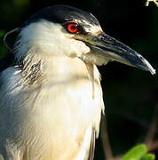 Black-crowned Night Heron