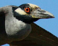 Yellow-crowned Night Heron