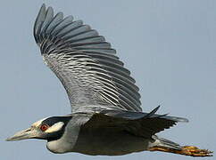 Yellow-crowned Night Heron