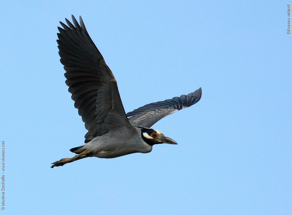 Yellow-crowned Night Heron, Flight