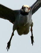 Yellow-crowned Night Heron