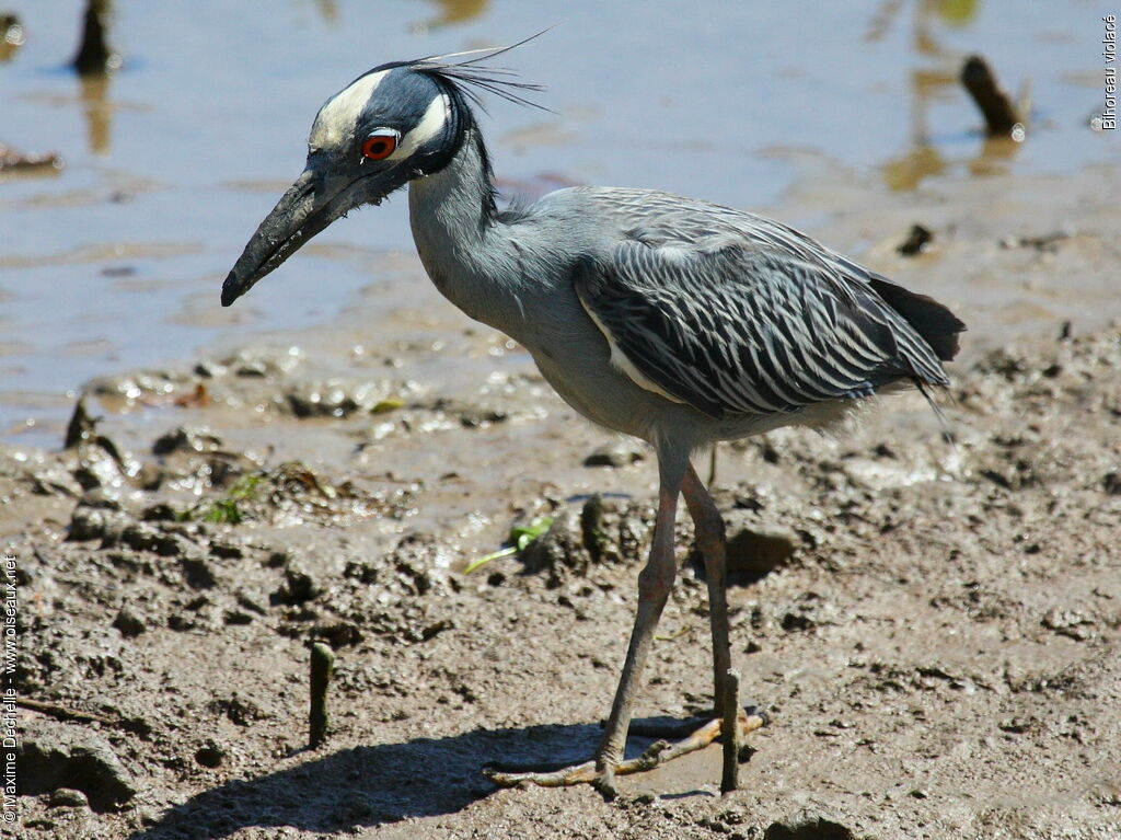 Yellow-crowned Night Heron, identification