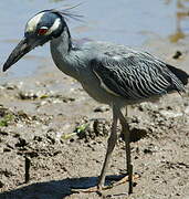 Yellow-crowned Night Heron