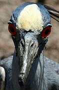 Yellow-crowned Night Heron