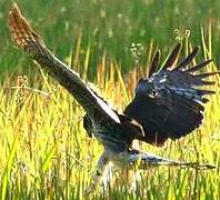 Long-winged Harrier