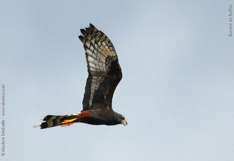 Long-winged Harrier, Flight