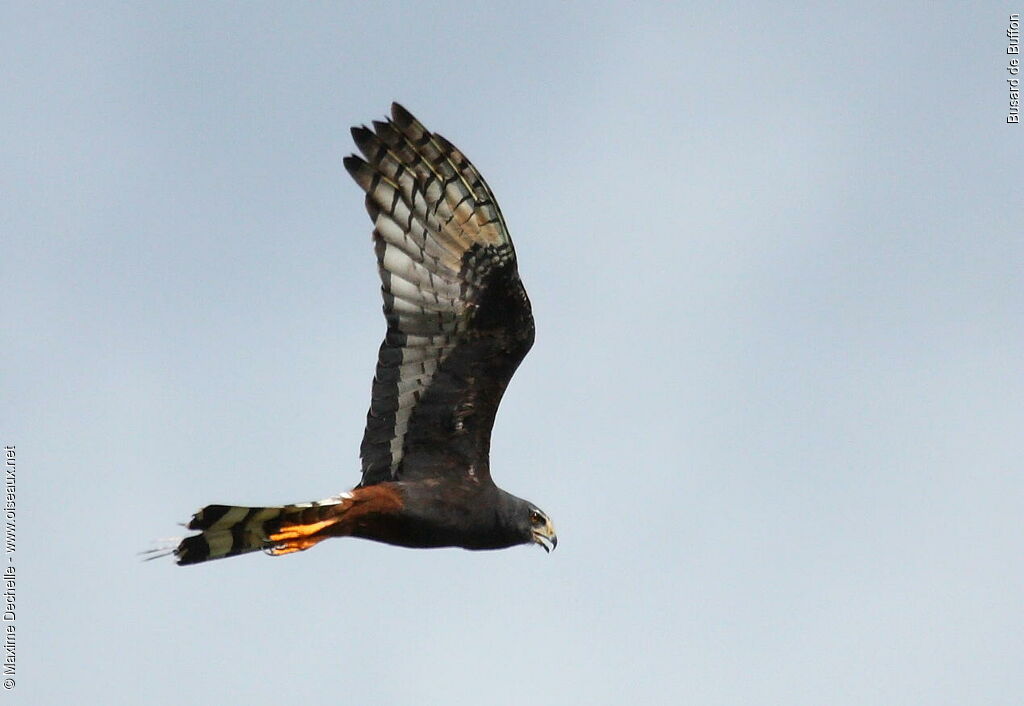 Long-winged Harrier, Flight