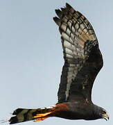 Long-winged Harrier