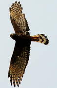 Long-winged Harrier