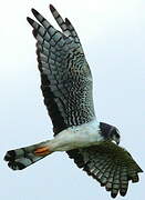 Long-winged Harrier