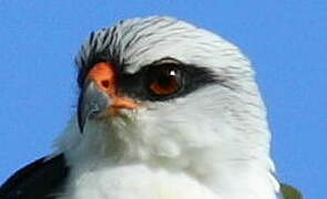 Black-faced Hawk