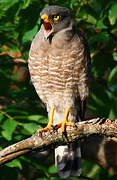 Roadside Hawk