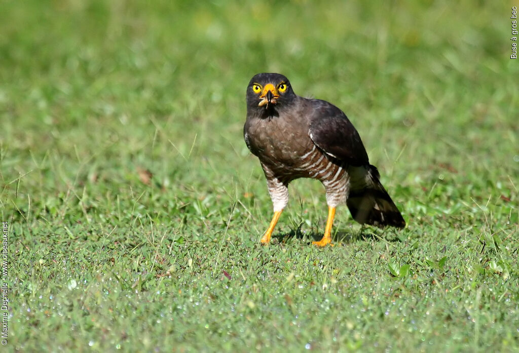 Roadside Hawkadult, identification, feeding habits