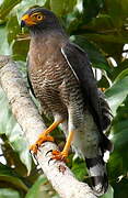 Roadside Hawk