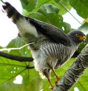 Roadside Hawk