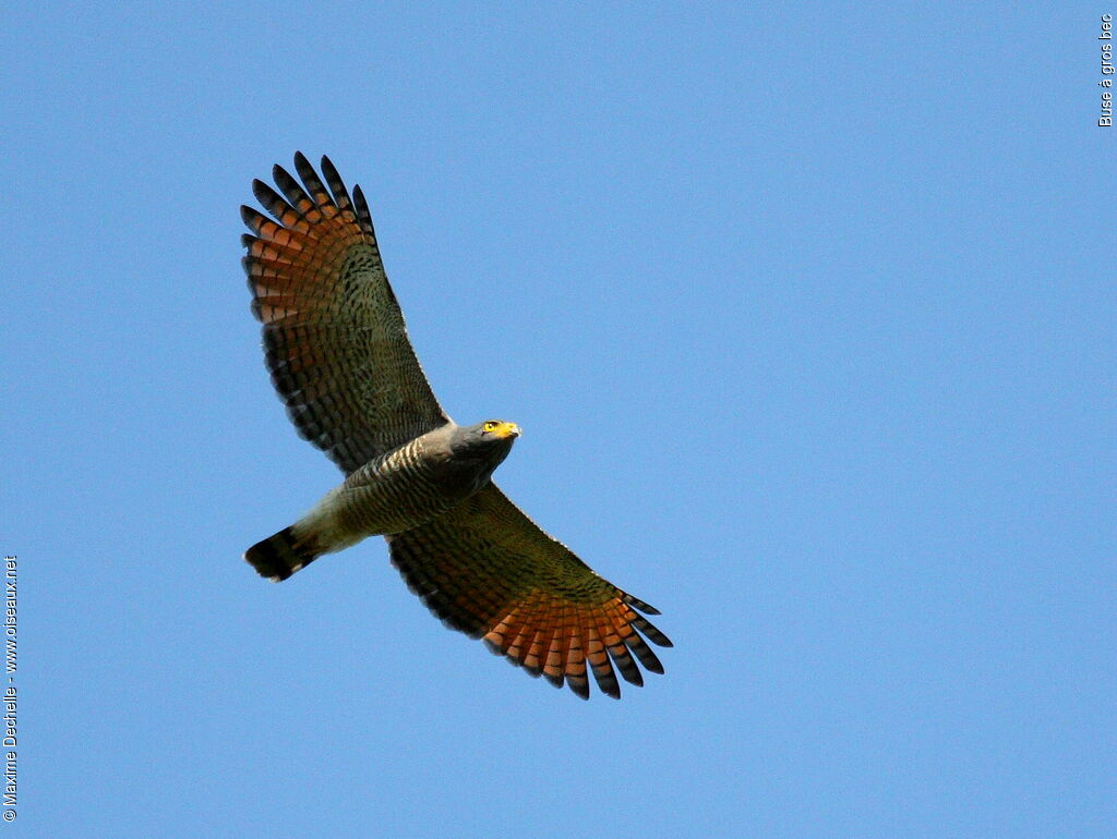 Roadside Hawkadult, Flight