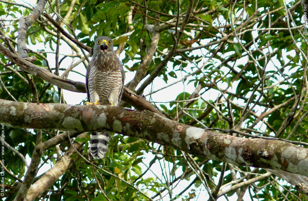 Buse à gros bec, identification, chant