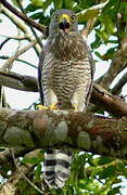 Roadside Hawk