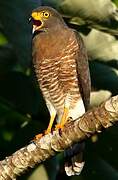 Roadside Hawk