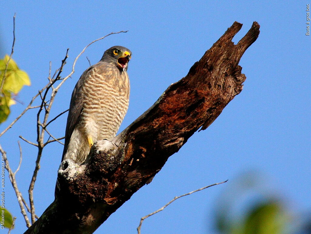 Buse à gros bec, identification, chant