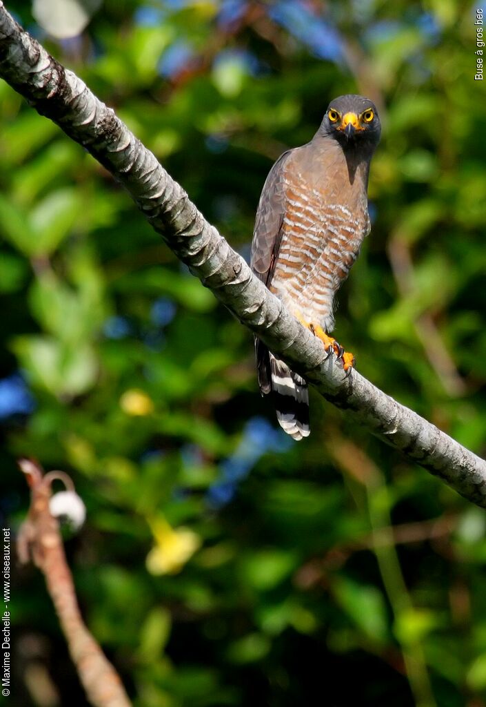 Roadside Hawkadult, identification