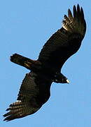 Zone-tailed Hawk