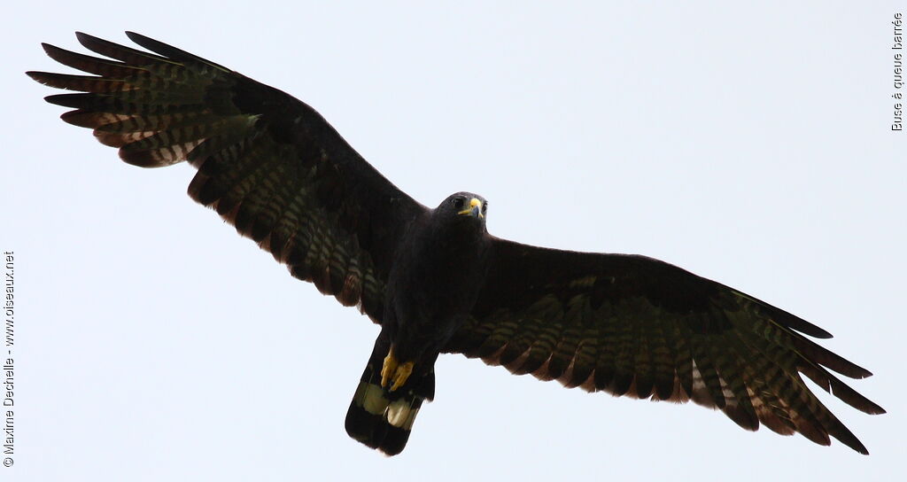 Zone-tailed Hawk, Flight