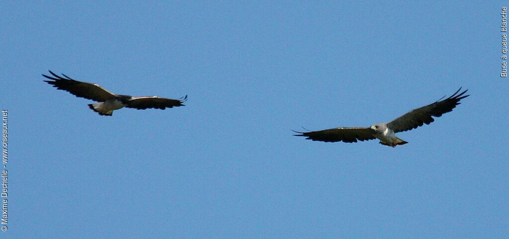 White-tailed Hawk