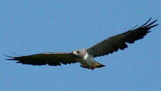 White-tailed Hawk