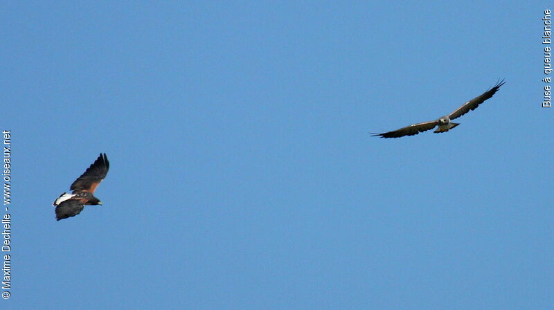 White-tailed Hawk, Behaviour
