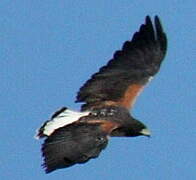 White-tailed Hawk