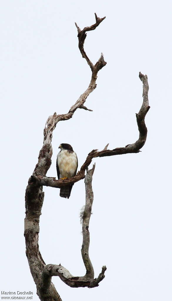 Short-tailed Hawkadult, identification