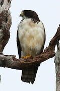 Short-tailed Hawk