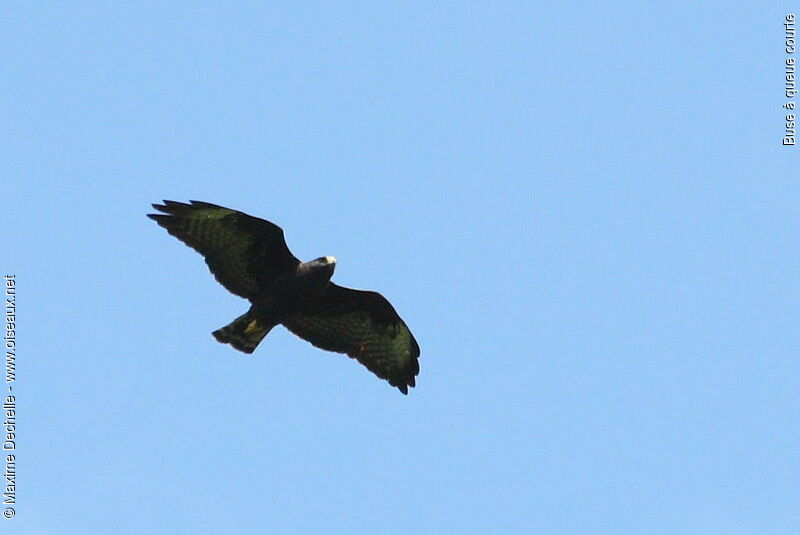 Short-tailed Hawk, Flight