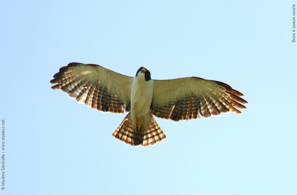 Short-tailed Hawk, Flight