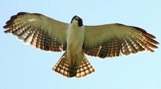 Short-tailed Hawk