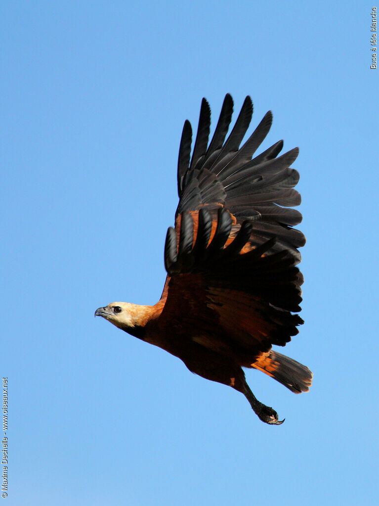 Black-collared Hawk