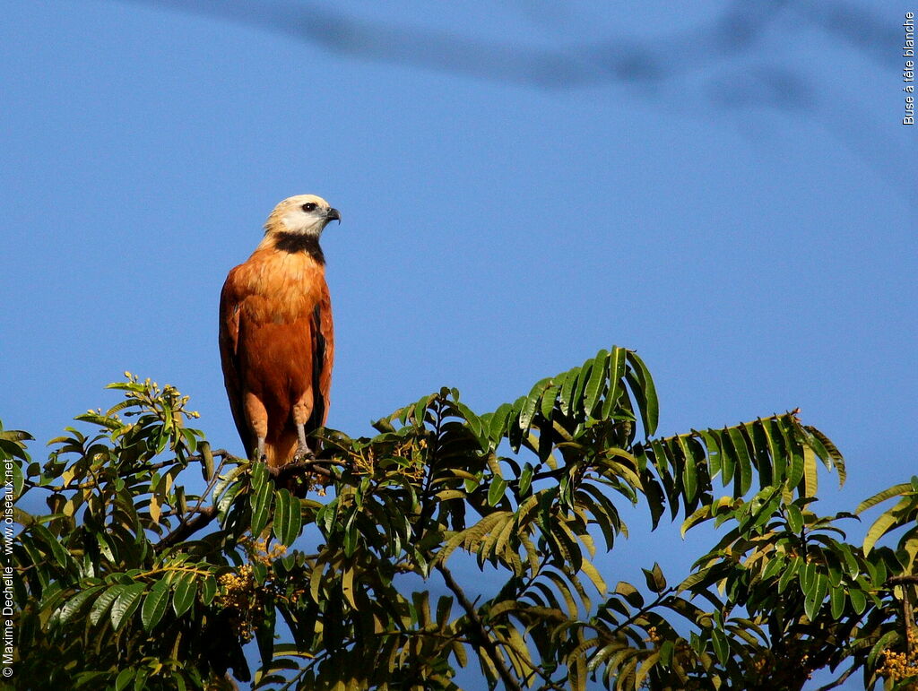 Black-collared Hawk