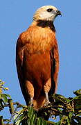 Black-collared Hawk