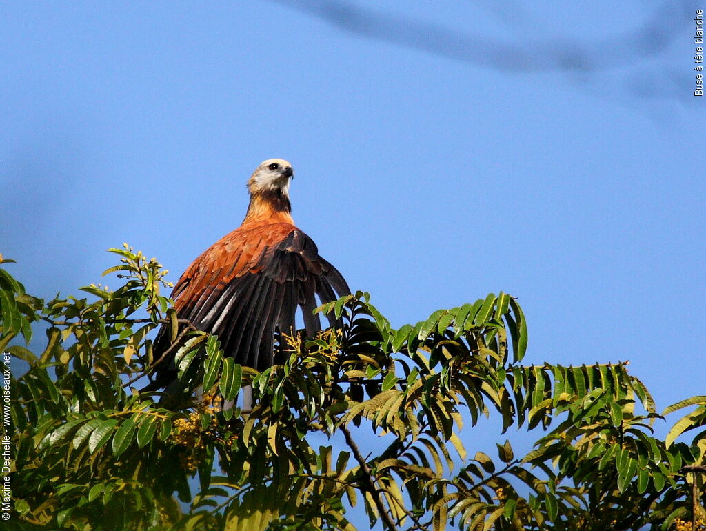 Black-collared Hawk