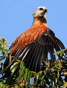 Black-collared Hawk