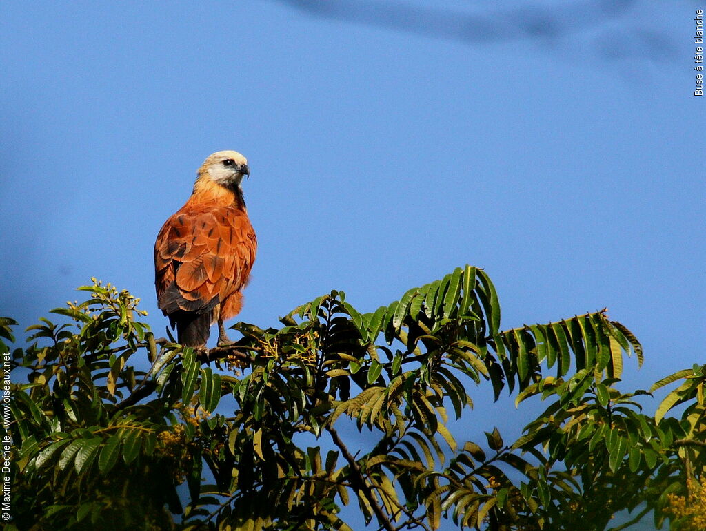 Black-collared Hawk