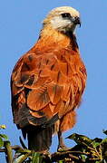 Black-collared Hawk