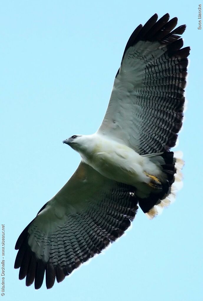 White Hawk, Flight