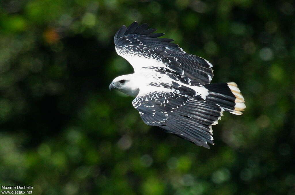 White Hawk, Flight