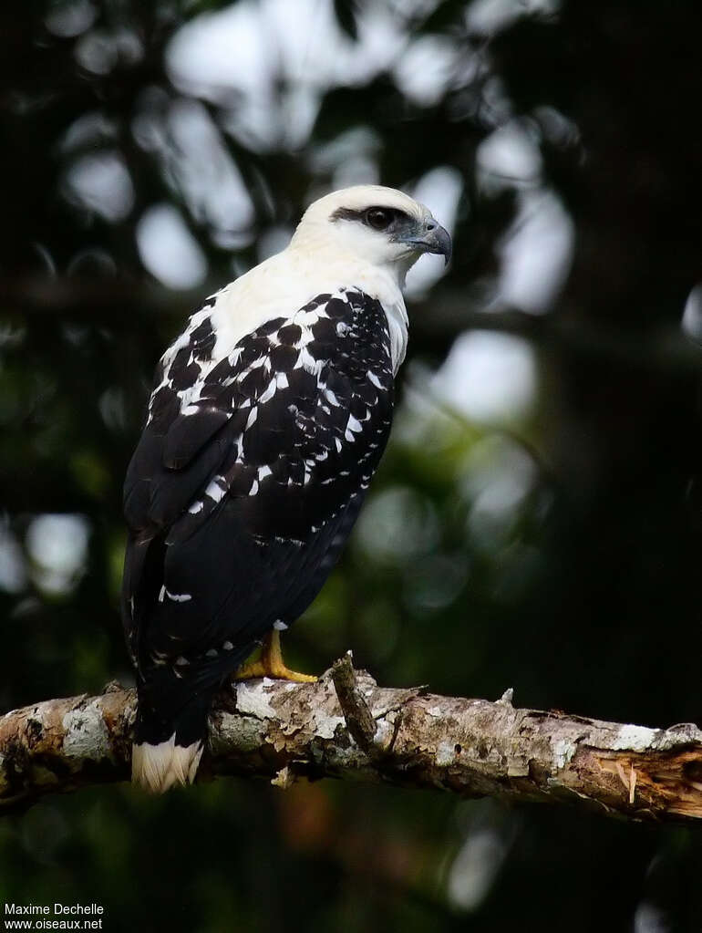 White Hawkadult, identification