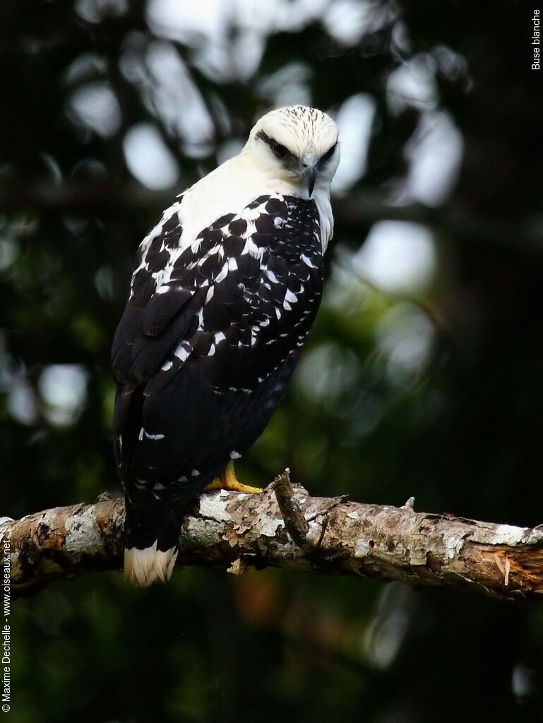 White Hawk