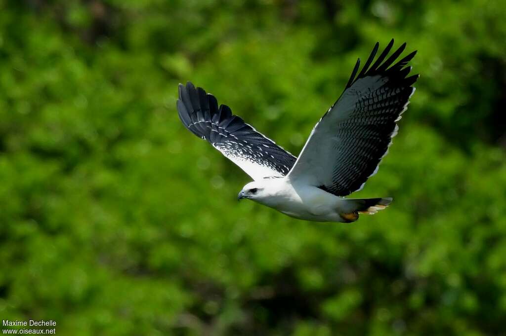 White Hawkadult, Flight